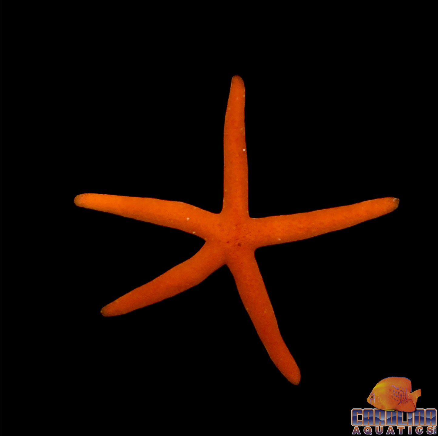 Starfish - Linkia Orange