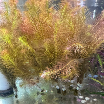 Rotala Wallichii