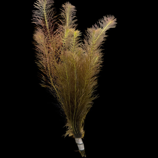 Rotala Wallichii