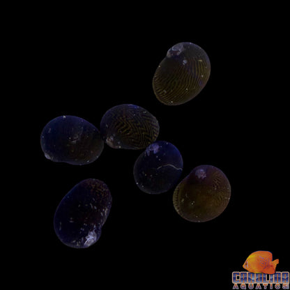 Snail - Nerite Asst. Lg  Saltwater