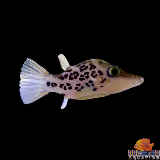 Puffer - Leopard Sharpnose