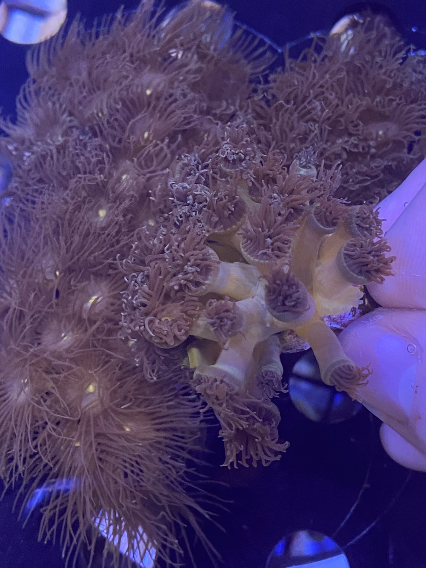 Frag -  Yellow Colony Polyps