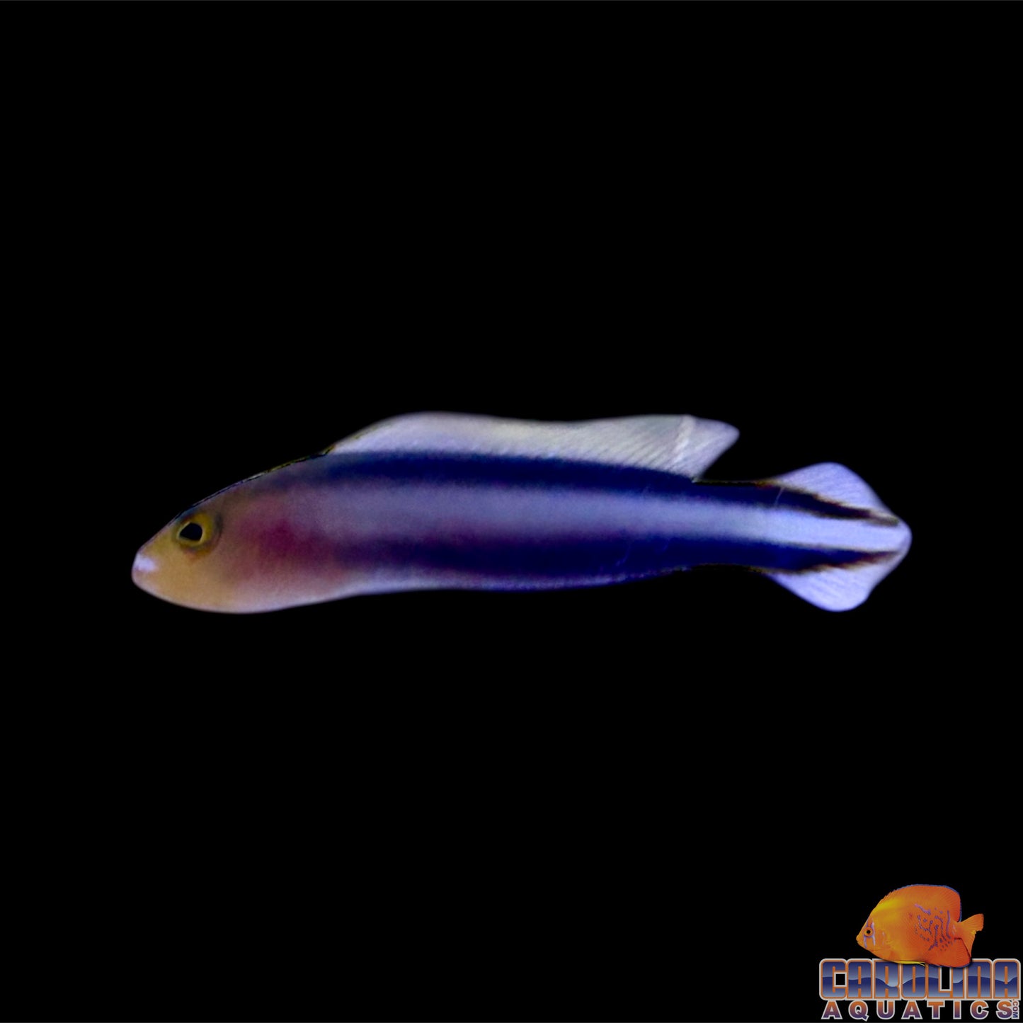 Dottyback - Slender