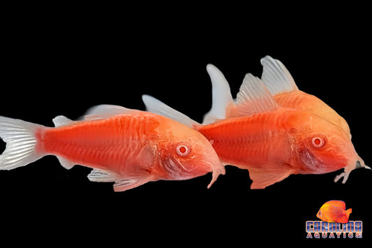GloFish® - Cory Moonrise Pink