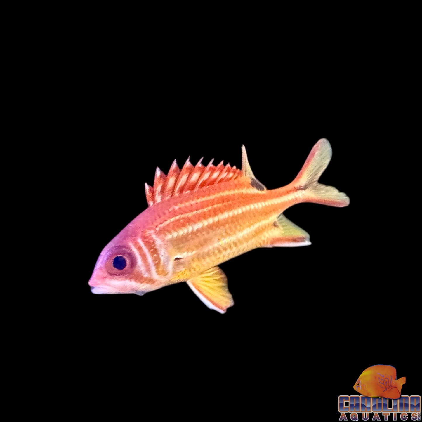 Squirrelfish Black Blotch