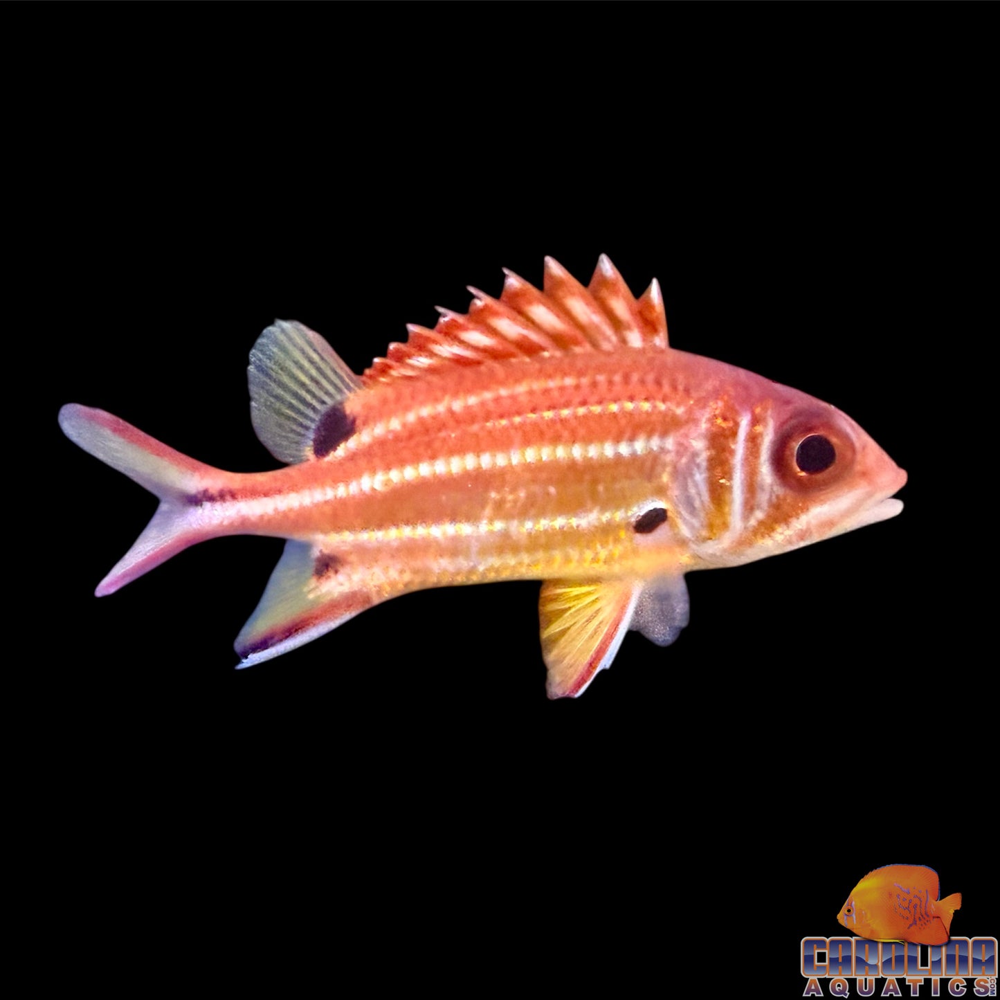 Squirrelfish Black Blotch