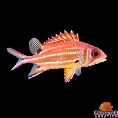 Squirrelfish Black Blotch