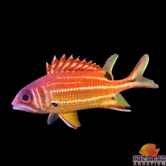 Squirrelfish Black Blotch