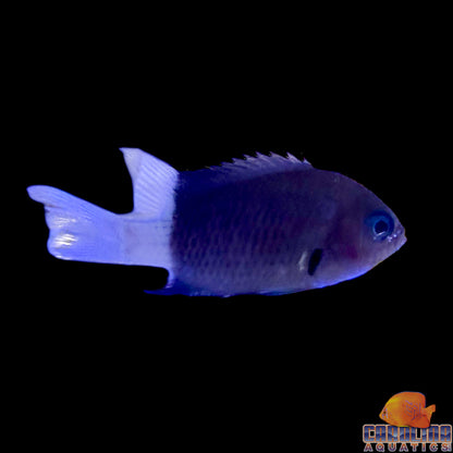Chromis - Bicolor
