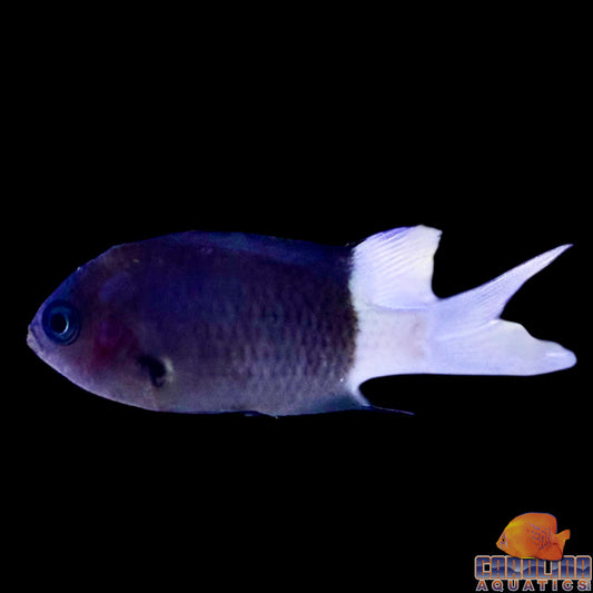Chromis - Bicolor