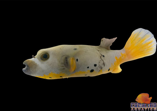 Puffer - Dogface Yellow Belly Lg