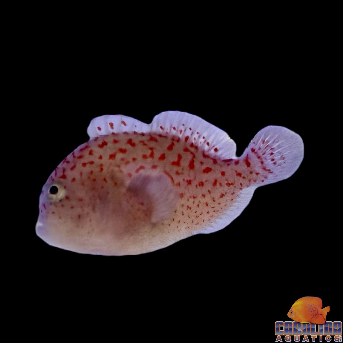 Goby - Spotted Coral Croucher