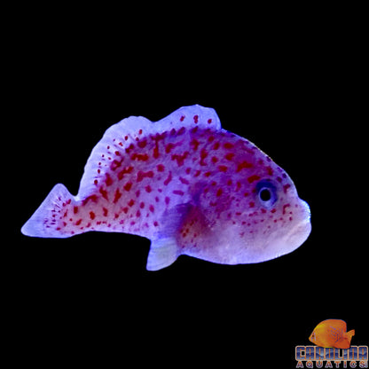 Goby - Spotted Coral Croucher