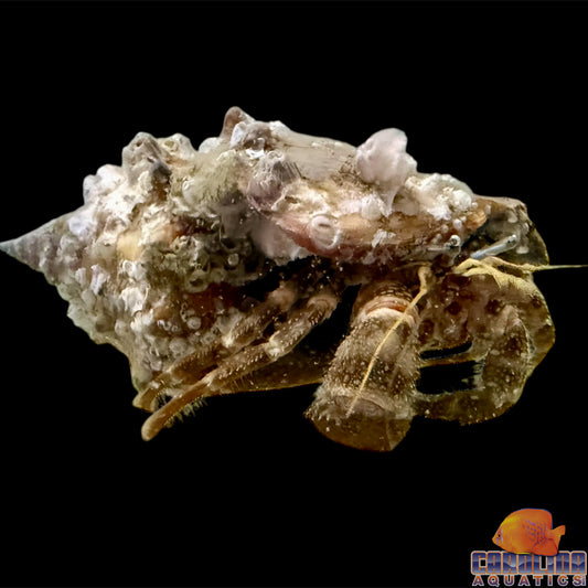 Hermit - Red Flat Claw Lg