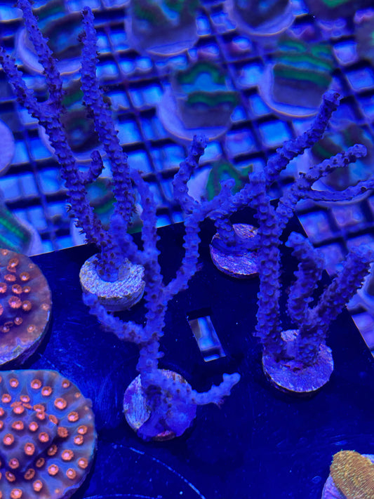 Frag - Gorgonian Purple Finger