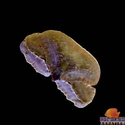Crab - Elbow