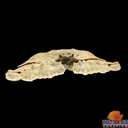 Crab - Elbow