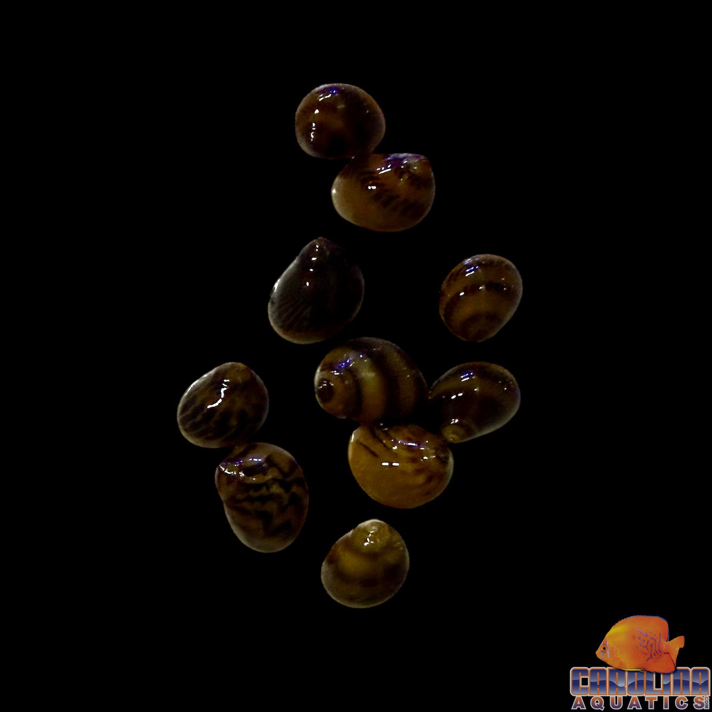 Snail - Nerite Tiger Saltwater