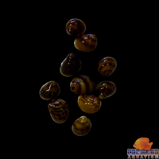 Snail - Nerite Tiger Saltwater