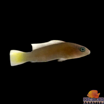 Dottyback - Marshall Island