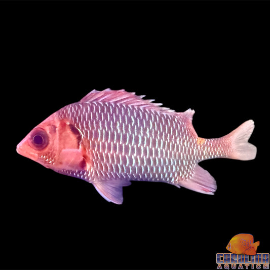 Squirrelfish Violet