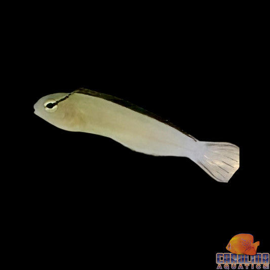 Blenny - Smithii