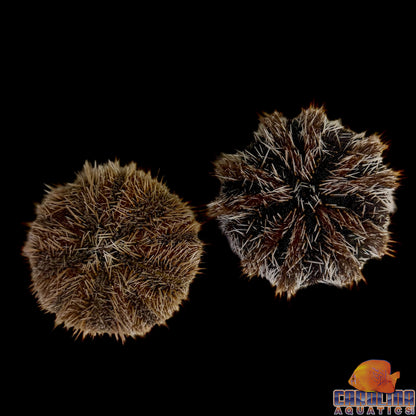 Urchin - West Indian Sea Egg XL