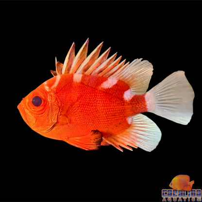 Soldierfish Japanese Bigeye