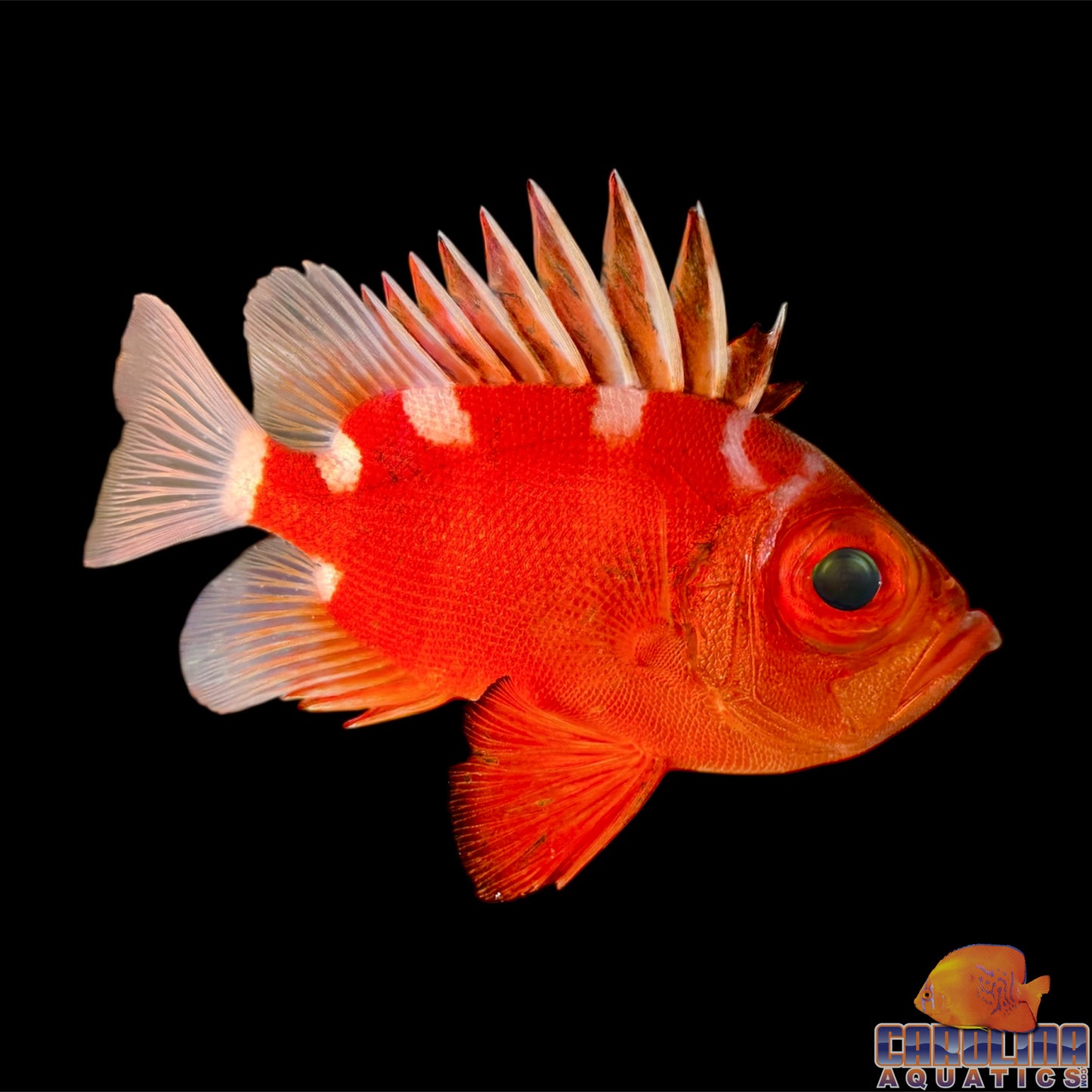 Soldierfish Japanese Bigeye
