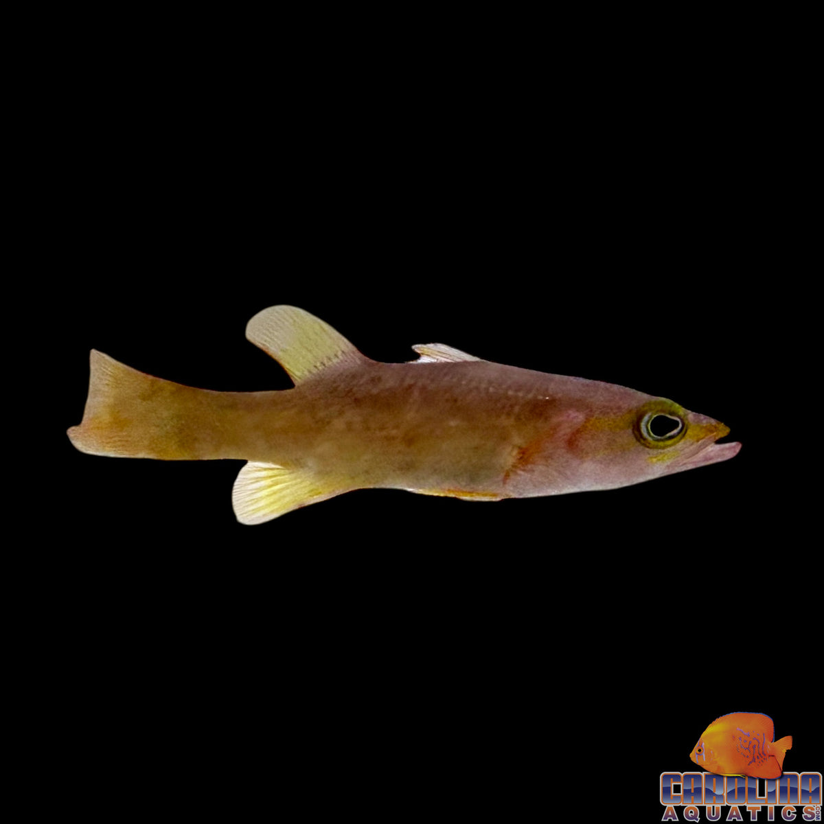 Basslet - Yellowtail Reef