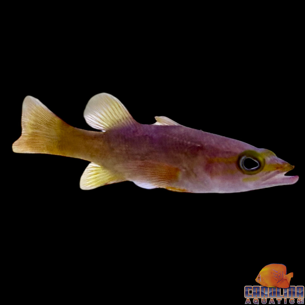 Basslet - Yellowtail Reef