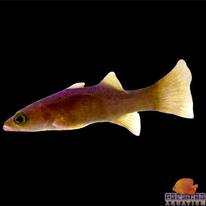 Basslet - Yellowtail Reef