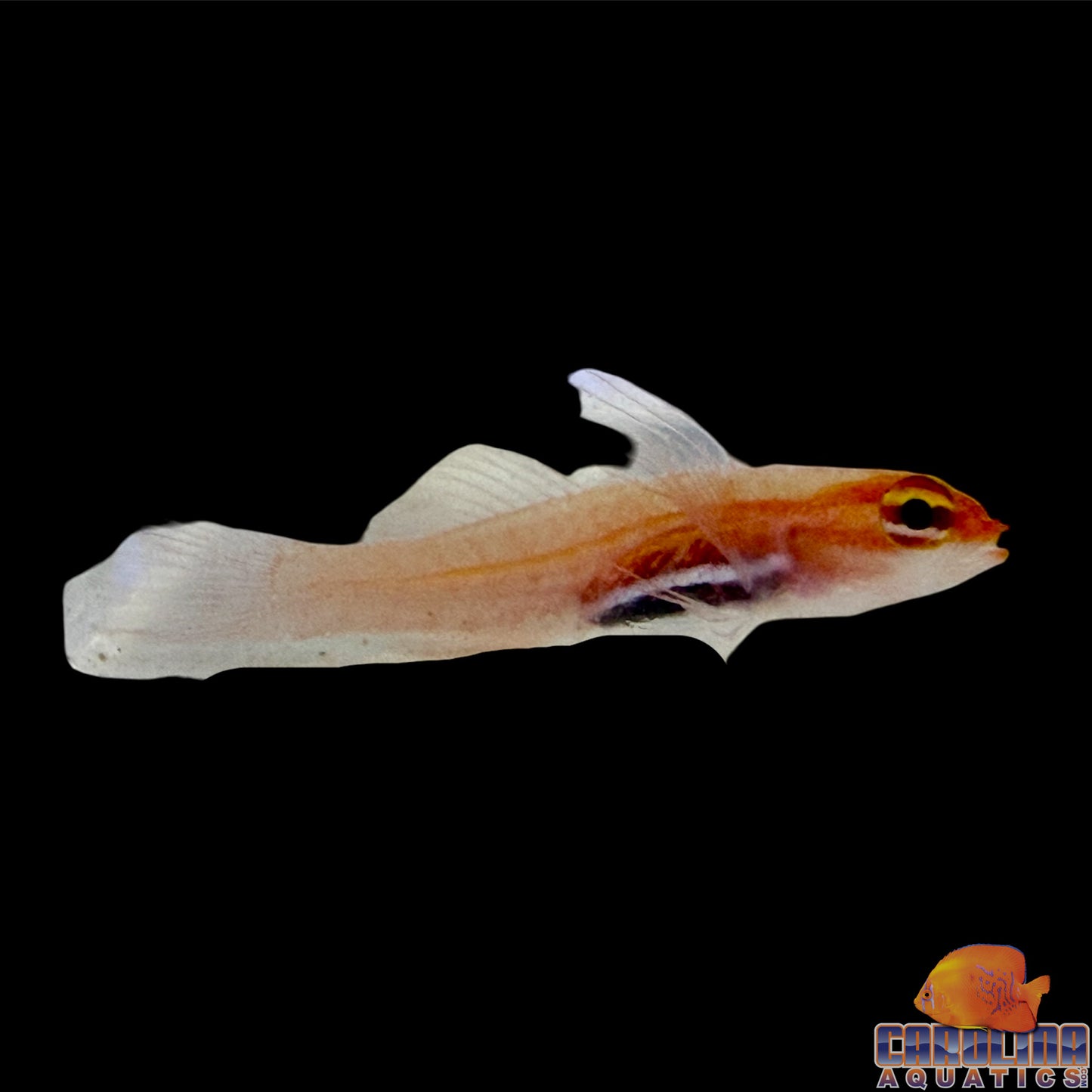 Goby - Black Belly