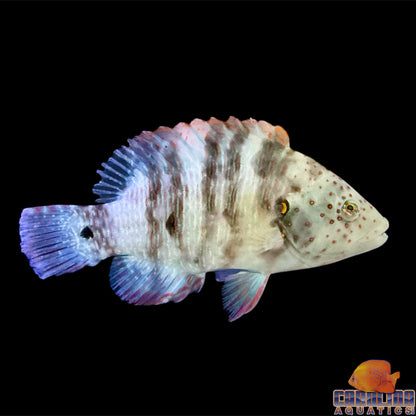 Wrasse - Broomtail Lg
