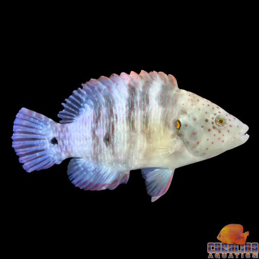 Wrasse - Broomtail Lg