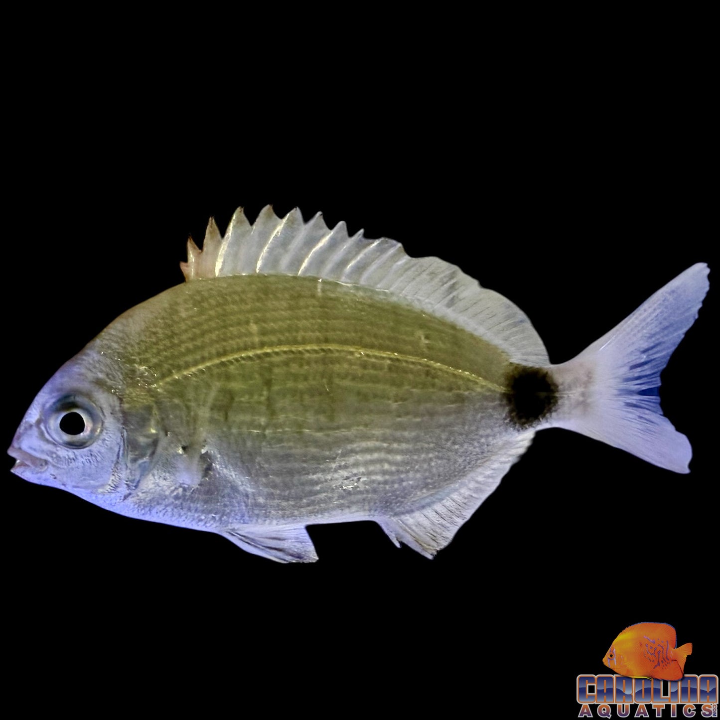 Grunt - Striped Mojarra
