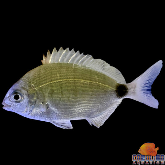 Grunt - Striped Mojarra