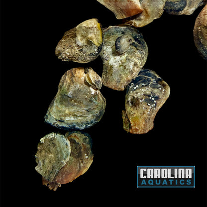 Clam - Atlantic Pearl Oyster