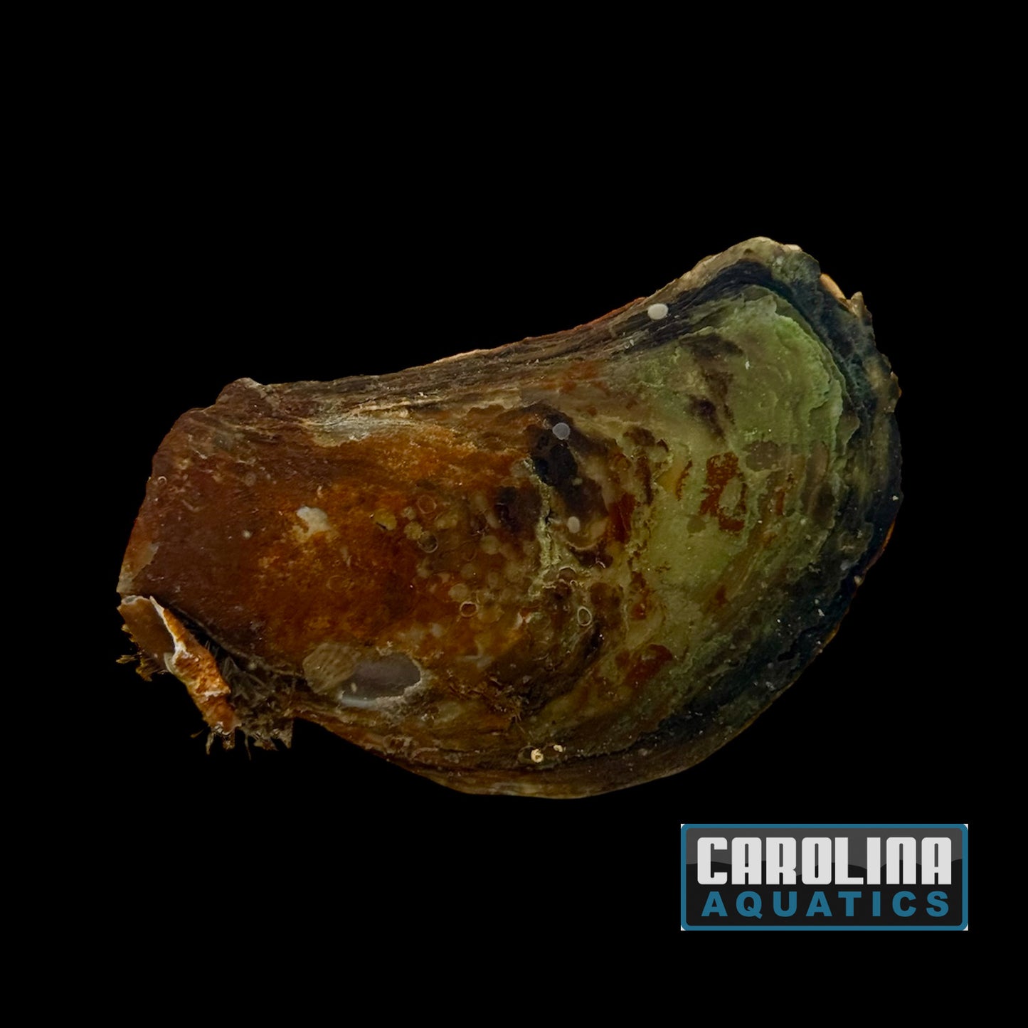 Clam - Atlantic Pearl Oyster