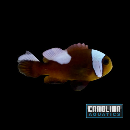 Clown - Saddle Back Wild Lg