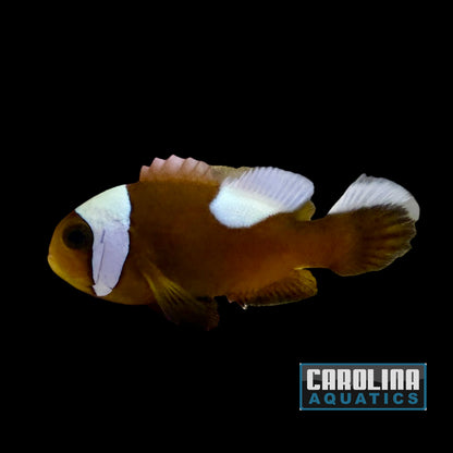 Clown - Saddle Back Wild Lg