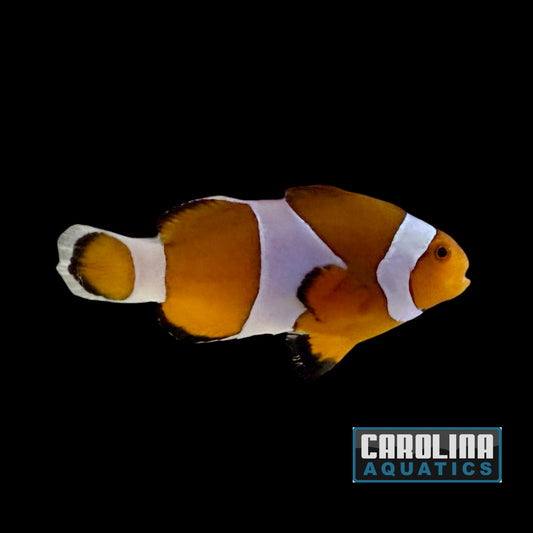Clown - Ocellaris Wild