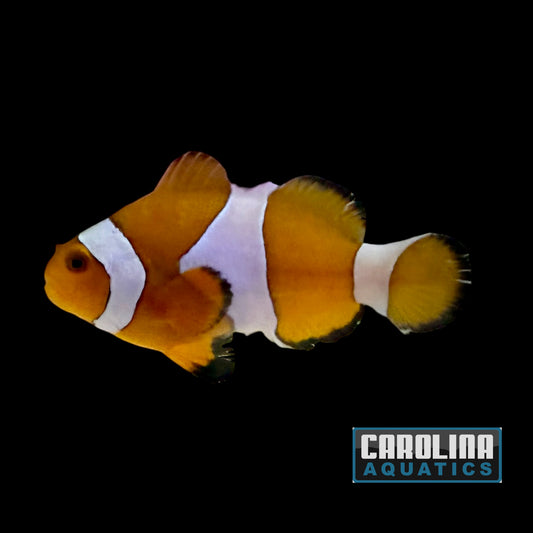 Clown - Ocellaris Wild
