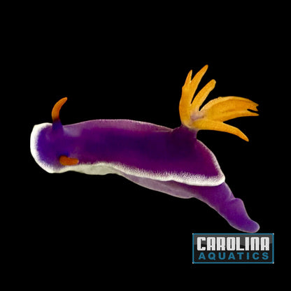 Nudibranch - Purple