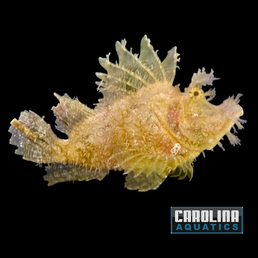 Scorpionfish - Goose XL WYSIWYG