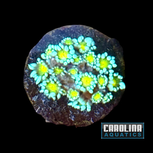 Frag - Lemon Head Goniopora