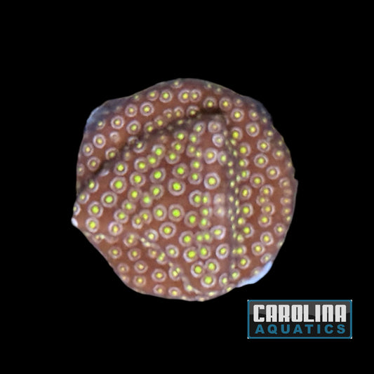 Frag - Firestone Stylocoeniella