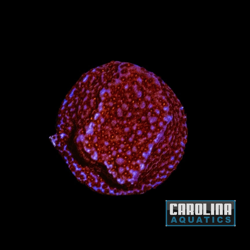 Frag - Superman Encrusting Montipora