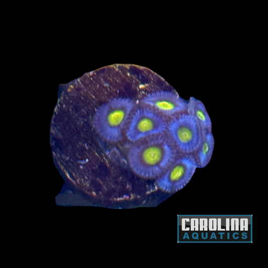Frag - Aoi Zoanthid