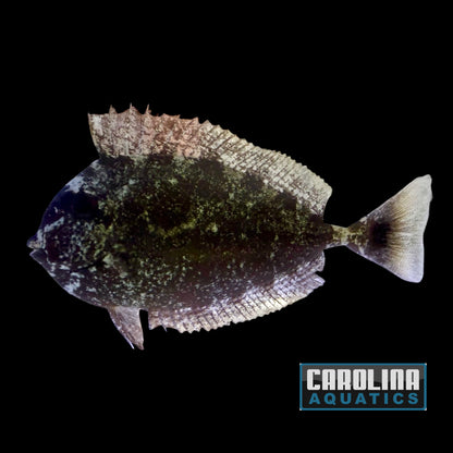 Tang - Spotted Unicorn Md